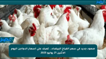 صعود جديد في سعر الفراخ البيضاء.. تعرف على أسعار الدواجن اليوم الاثنين 21 يوليو 2025
